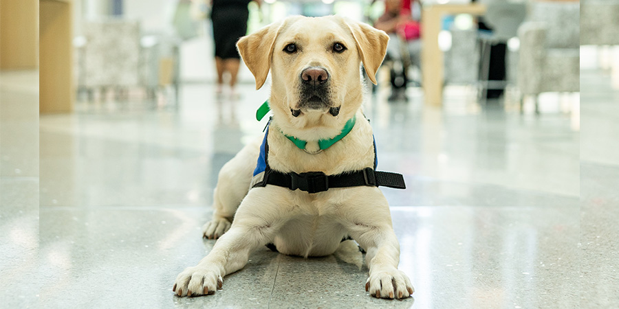 Olivia, GBMC's new facility dog, laying in the lobby of the Friedman Building