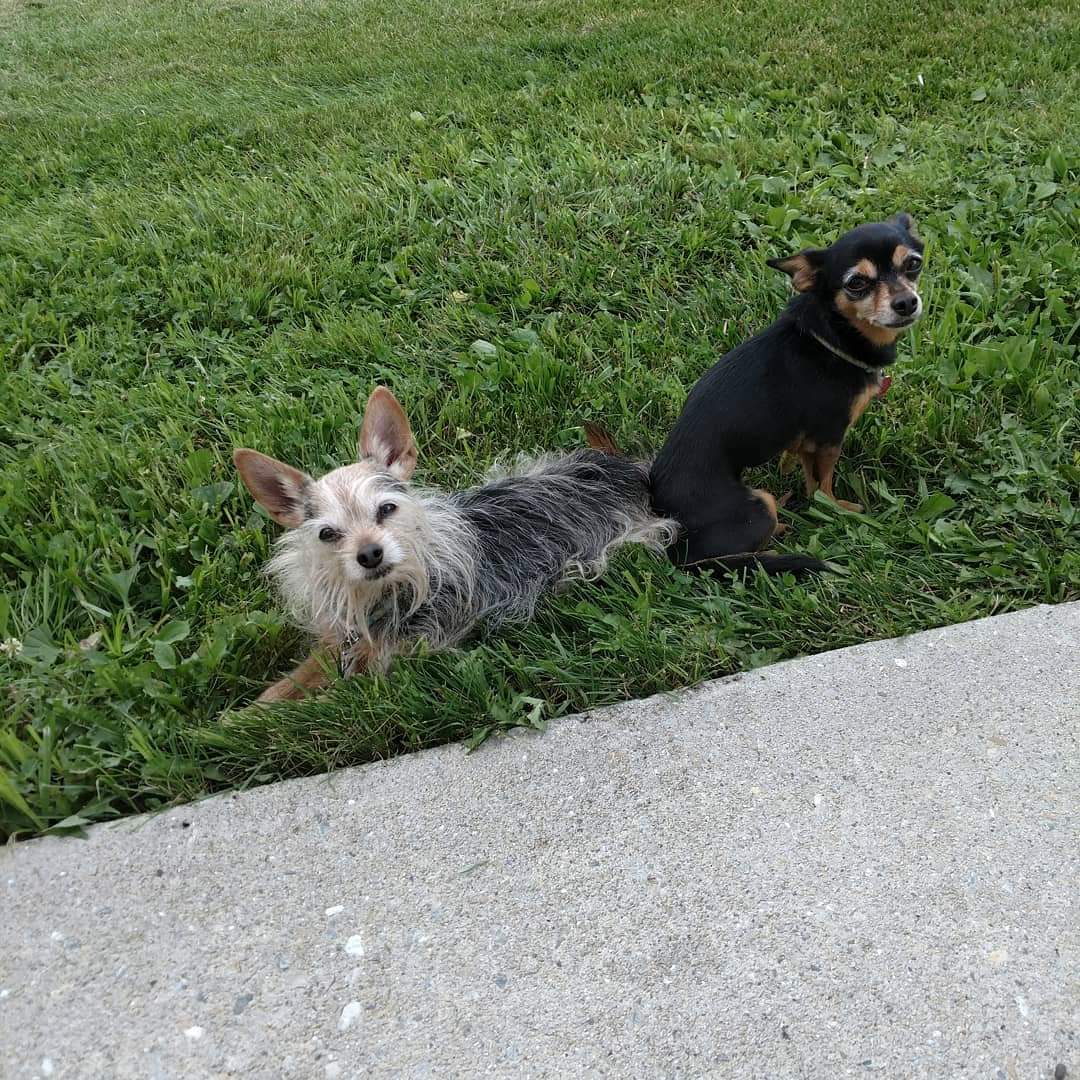 Ashley Tote, RN's dogs